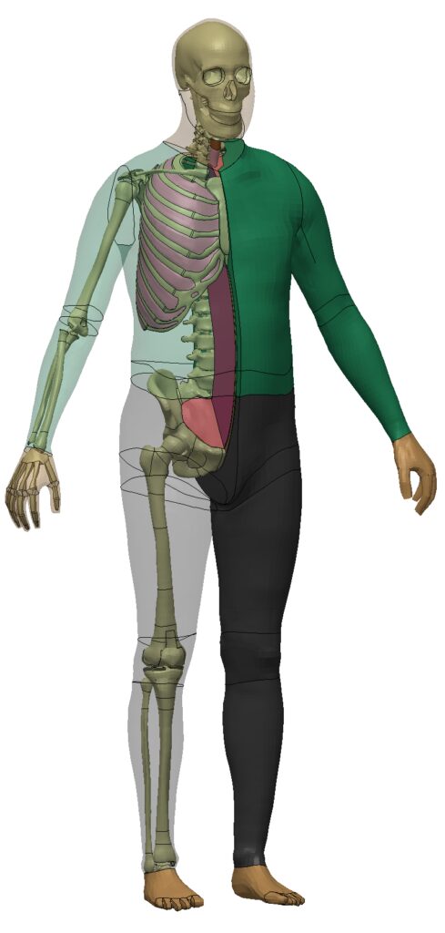 HBM model human